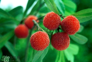 孕婦吃楊梅有什么好處？孕婦夢(mèng)見(jiàn)吃楊梅是什么意思？
