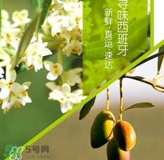 橄欖油可以去黑頭嗎？橄欖油怎么去黑頭？