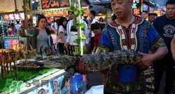 鱷魚(yú)肉價(jià)格多少錢(qián)一斤？吃鱷魚(yú)犯法嗎？