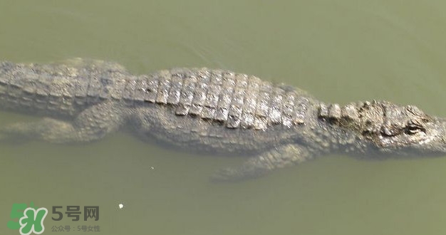 鱷魚是魚嗎？鱷魚是浮在水面上嗎？