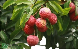 荔枝孕婦可以吃嗎？孕婦吃荔枝會(huì)流產(chǎn)嗎？