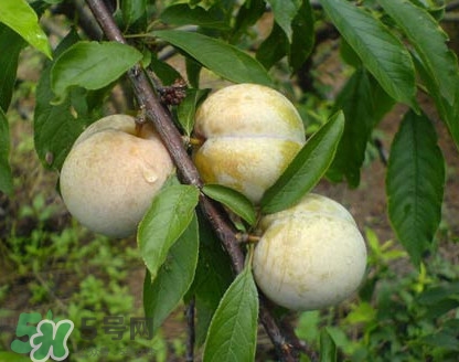 南華李什么時候成熟？南華李和三華李的區(qū)別