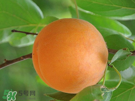 杏子不能和什么一起吃？杏子和什么不能同吃？