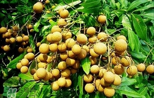 龍眼能放多久？龍眼能空腹吃嗎？