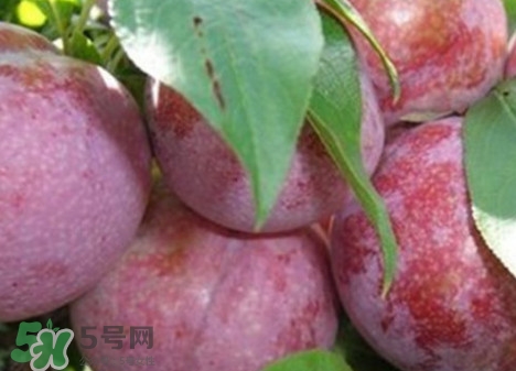 吃雙華李上火嗎？雙華李的功效與作用