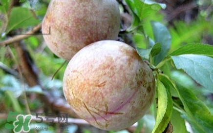 雙華李有什么營(yíng)養(yǎng)？雙華李的營(yíng)養(yǎng)價(jià)值
