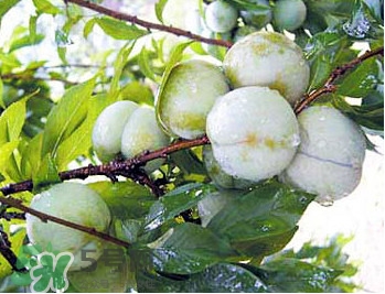 南華李什么時候成熟？南華李和三華李的區(qū)別