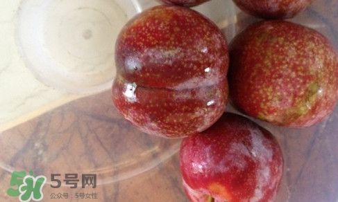 三華李是寒性還是熱性水果？三華李是涼性水果嗎
