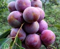 信宜三華李種植時(shí)間  錢(qián)排三華李種植時(shí)間