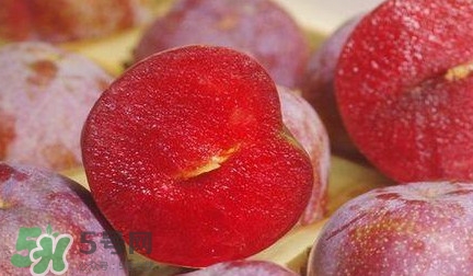 信宜三華李種植時(shí)間  錢(qián)排三華李種植時(shí)間