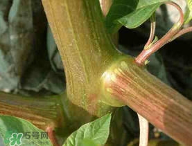 莧菜桿能吃嗎？莧菜桿子可以吃嗎？