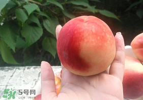 毛桃怎么保存？毛桃可以放冰箱？