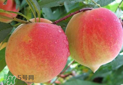 毛桃的皮能吃嗎？毛桃皮可以吃嗎？