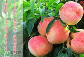 毛桃和西瓜能一起吃嗎？毛桃和西瓜能同時吃嗎？