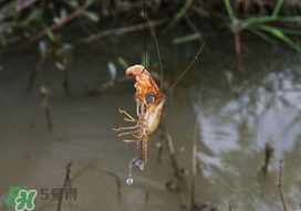 釣龍蝦用什么肉？釣龍蝦用什么肉是最厲害的？