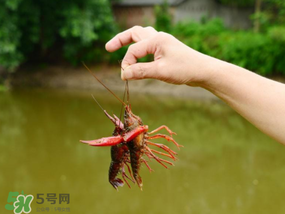 釣龍蝦用什么肉？釣龍蝦用什么肉是最厲害的？