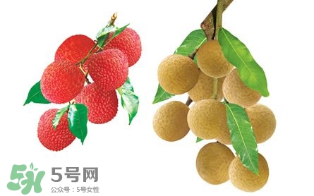 荔枝和龍眼有什么區(qū)別？荔枝和龍眼可以一起吃嗎