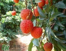 荔枝和龍眼哪個更上火？荔枝和龍眼味道差不多