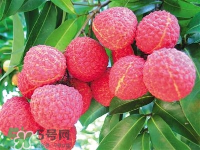 荔枝是幾月份的水果？荔枝是上火的嗎？