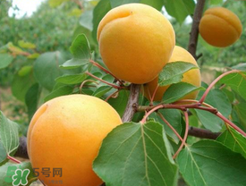 新鮮杏子可以放冰箱嗎？新鮮杏子怎么保存？