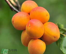 新鮮杏子可以放冰箱嗎？新鮮杏子怎么保存？