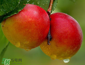 新鮮杏子怎么吃？新鮮杏子孕婦能吃嗎？