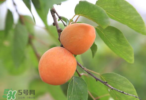 黃杏孕婦可以吃嗎？孕婦可以吃黃杏嗎？