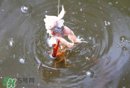 釣小龍蝦用什么餌？釣小龍蝦用什么誘餌最好？