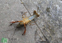 釣小龍蝦用什么餌？釣小龍蝦用什么誘餌最好？