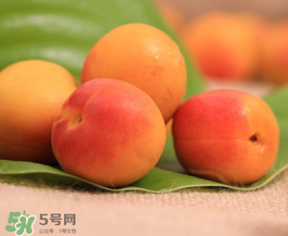 杏子可以空腹吃嗎？空腹能吃杏子嗎？