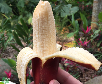 紅香蕉好吃嗎？紅香蕉味道怎么樣？