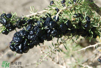 黑枸杞真假怎么辨別？黑枸杞真假辨別的方法