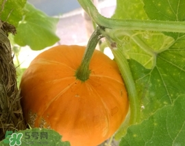 太陽果多少錢一斤？太陽果的價(jià)格