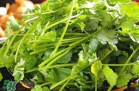 香菜是什么菜？香菜是陽痿草嗎？