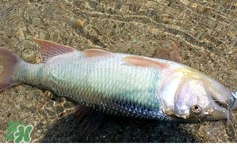 馬口魚(yú)怎么吃？馬口魚(yú)怎么做好吃？