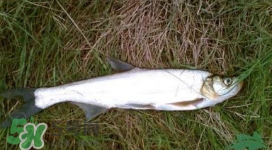 翹嘴魚多少錢一斤2017？翹嘴魚價(jià)格