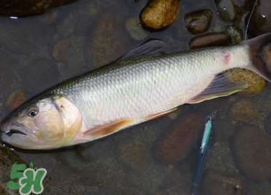 馬口魚多少錢一斤2017？野生馬口魚多少錢一斤？