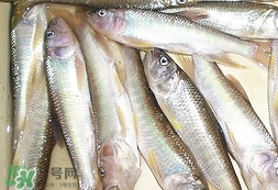 馬口魚(yú)怎么吃？馬口魚(yú)怎么做好吃？