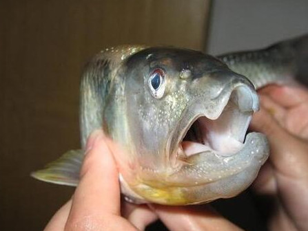 釣馬口魚用什么餌料？釣馬口魚用什么打窩？