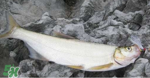 翹嘴魚是什么魚？翹嘴魚是淡水魚嗎