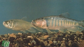 馬口魚是海魚嗎？馬口魚是什么魚
