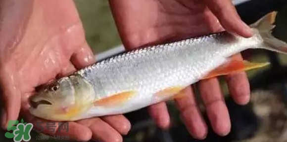 馬口魚能長(zhǎng)多大？馬口魚最大能長(zhǎng)多長(zhǎng)？