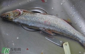 翹殼是什么魚？翹殼魚多少錢一斤2017？