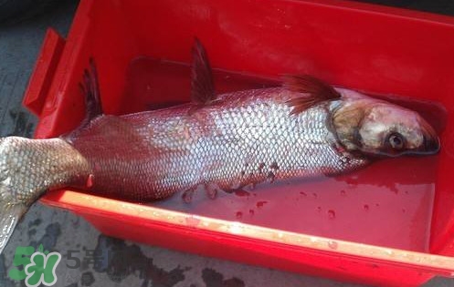 翹殼魚怎么做好吃？翹殼魚刺多嗎