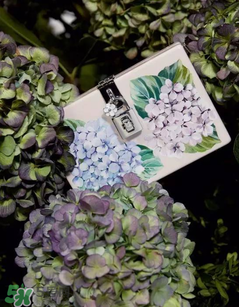 dolce gabanna杜嘉班納2017秋冬繡球花系列怎么樣_好看嗎？