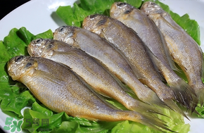 小黃魚長大后會不會變成大黃魚？