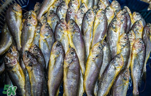 小黃魚多少錢一斤？野生小黃魚多少錢一斤？