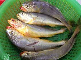 小黃魚(yú)可以養(yǎng)殖嗎？小黃魚(yú)能人工養(yǎng)殖嗎？