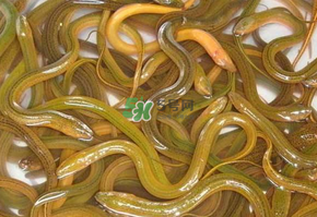 鱔魚可以養(yǎng)多久？鱔魚怎么養(yǎng)？