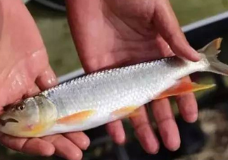 馬口魚能長(zhǎng)多大？馬口魚最大能長(zhǎng)多長(zhǎng)？
